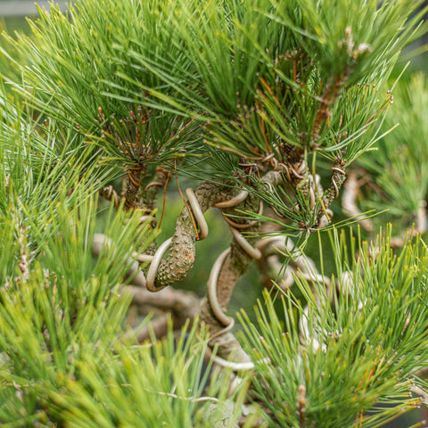 Pinus thunbergii bonsai