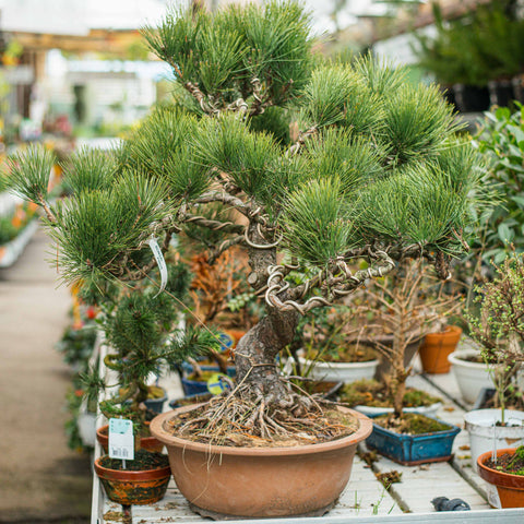 Pinus thunbergii bonsai