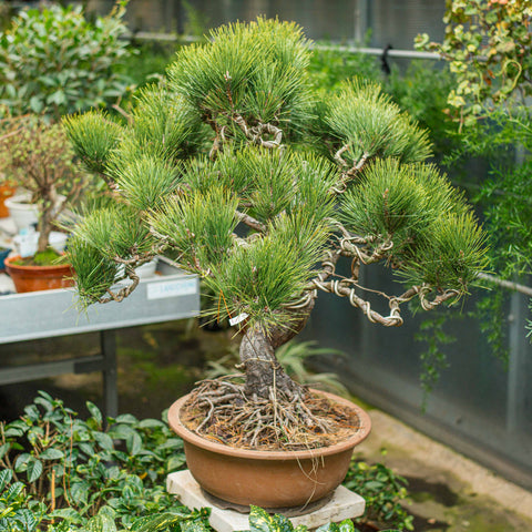 Pinus thunbergii bonsai