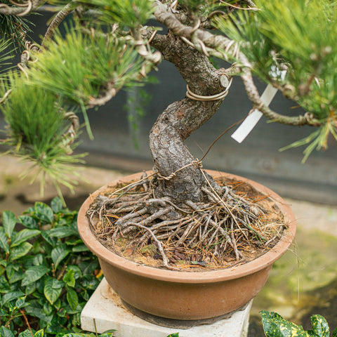 Pinus thunbergii bonsai