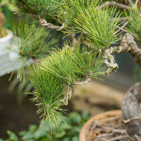 Pinus thunbergii bonsai
