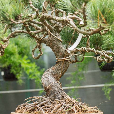 Pinus thunbergii bonsai