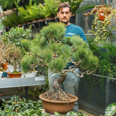 Pinus thunbergii bonsai