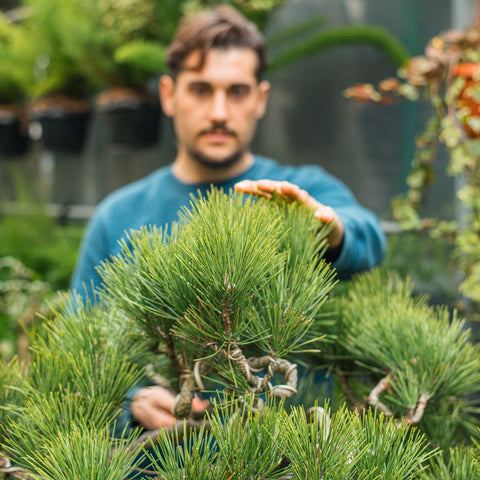 Pinus thunbergii bonsai