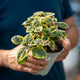 Plectranthus lemon