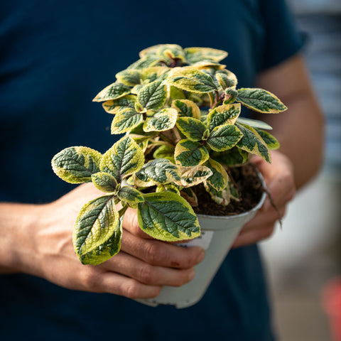 Plectranthus lemon