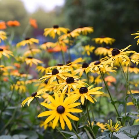 Rudbeckia fulgida goldsturm