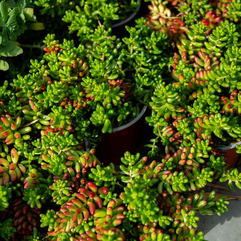 Simegarden Sedum rubrotinctum 15 cm