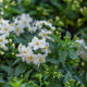 Simegarden Solanum jasminoides 14 cm