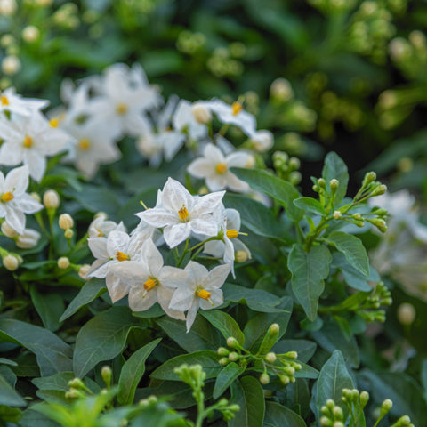 Simegarden Solanum jasminoides 14 cm