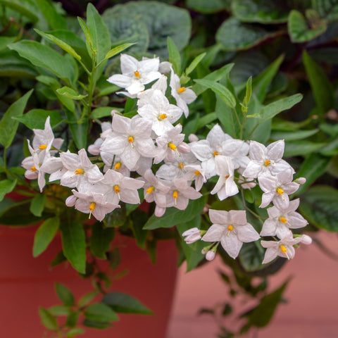 Simegarden Solanum jasminoides 14 cm