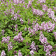 Syringa meyeri ‘Palibin’