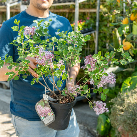 Syringa meyeri ‘Palibin’