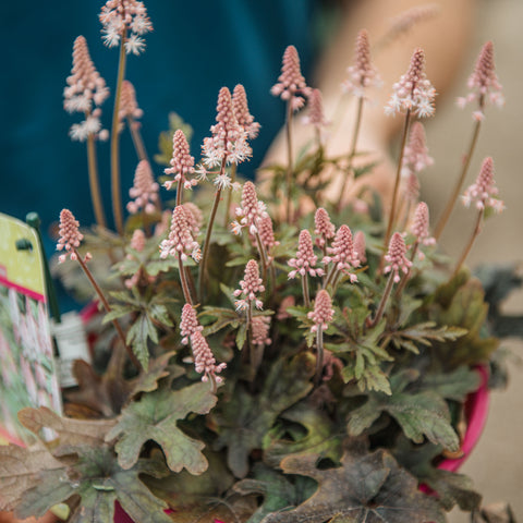 Tiarella pink skyrocket