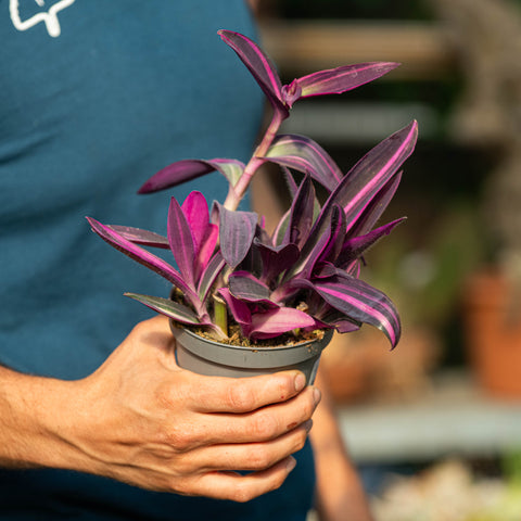 Tradescantia pallida pink stripes