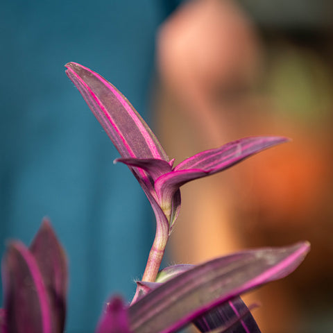 Tradescantia pallida pink stripes