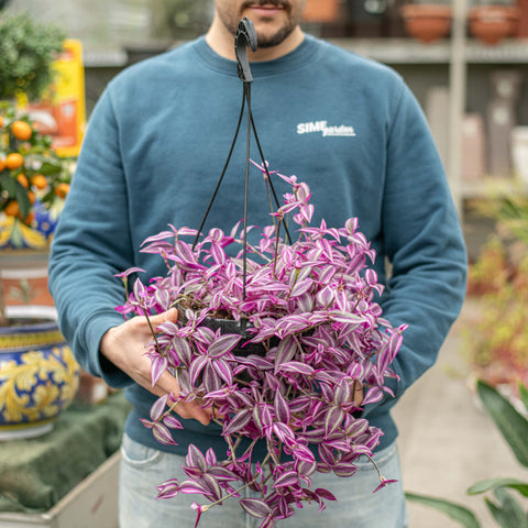 Tradescantia pink paradise