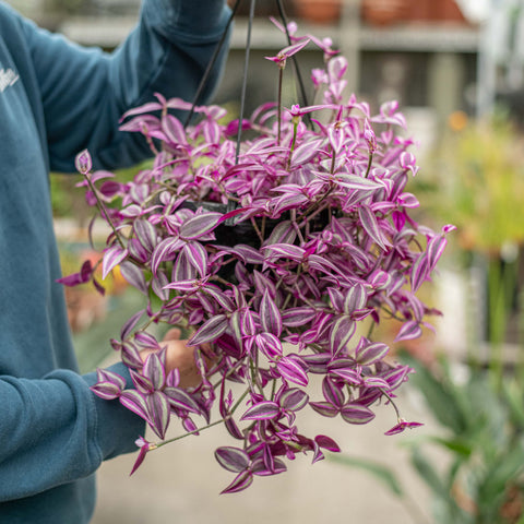 Tradescantia pink paradise