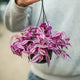 Tradescantia pink paradise
