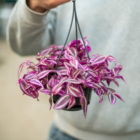 Tradescantia pink paradise