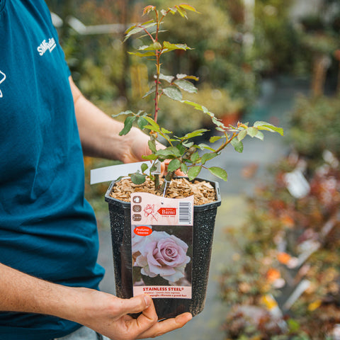 Rosa Stainless Steel