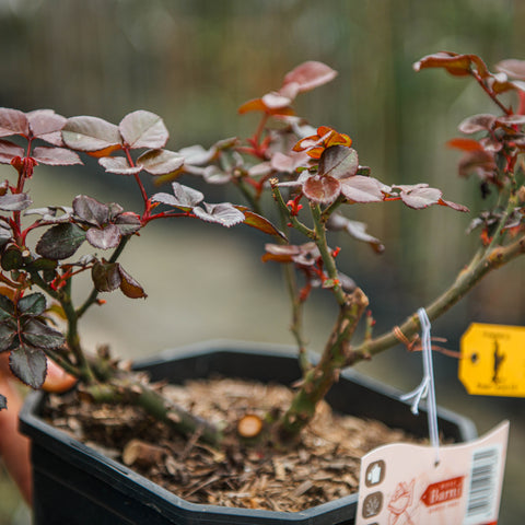 Rosa Nostalgie