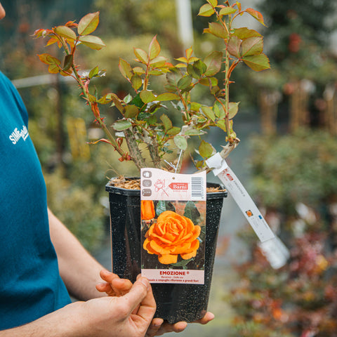 Rosa Emozione