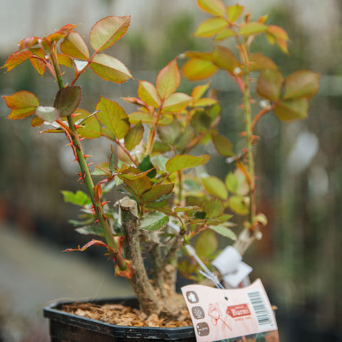 Rosa Emozione