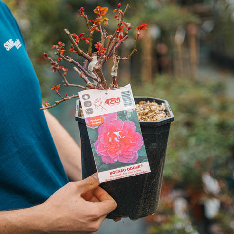 Rosa Borneo Odore