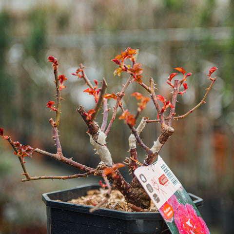 Rosa Borneo Odore
