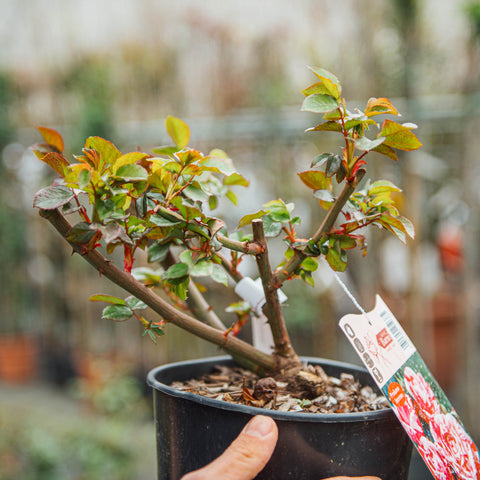 Rosa Rinascimento