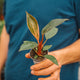 Philodendron pink bikini