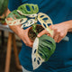 Monstera adansonii variegata