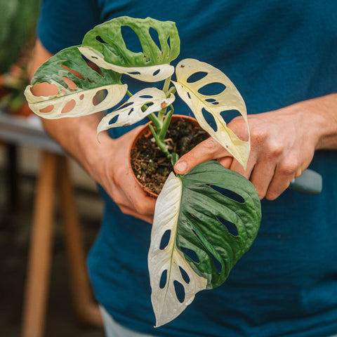 Monstera adansonii variegata