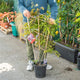 Wisteria sinensis prolific