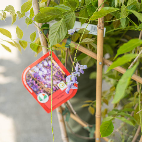 Wisteria sinensis prolific