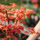 Acero deshojo bonsai