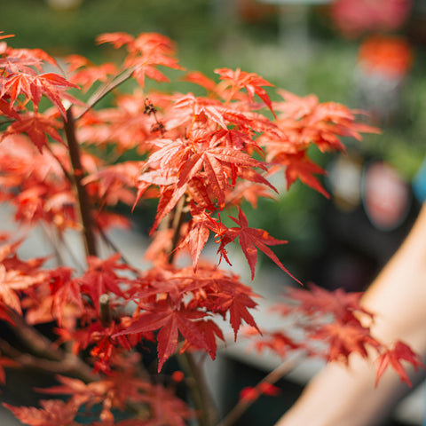 Acero deshojo bonsai