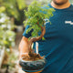 Metasequoia bonsai