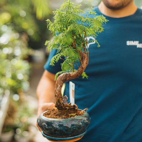 Metasequoia bonsai