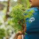 Metasequoia bonsai