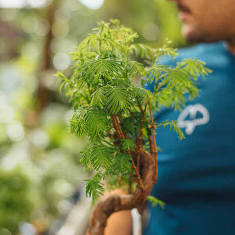 Metasequoia bonsai
