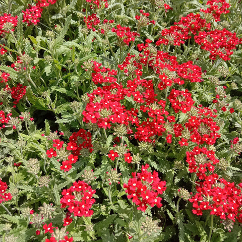 Verbena peruviana