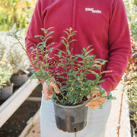 Zanthoxylum beecheyanum