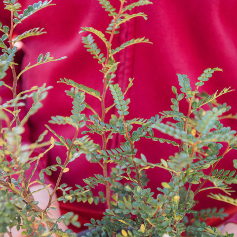 Zanthoxylum beecheyanum