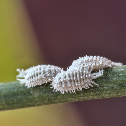 Olio Bianco Vegetale di soia Biologico contro la Cocciniglia 1 L