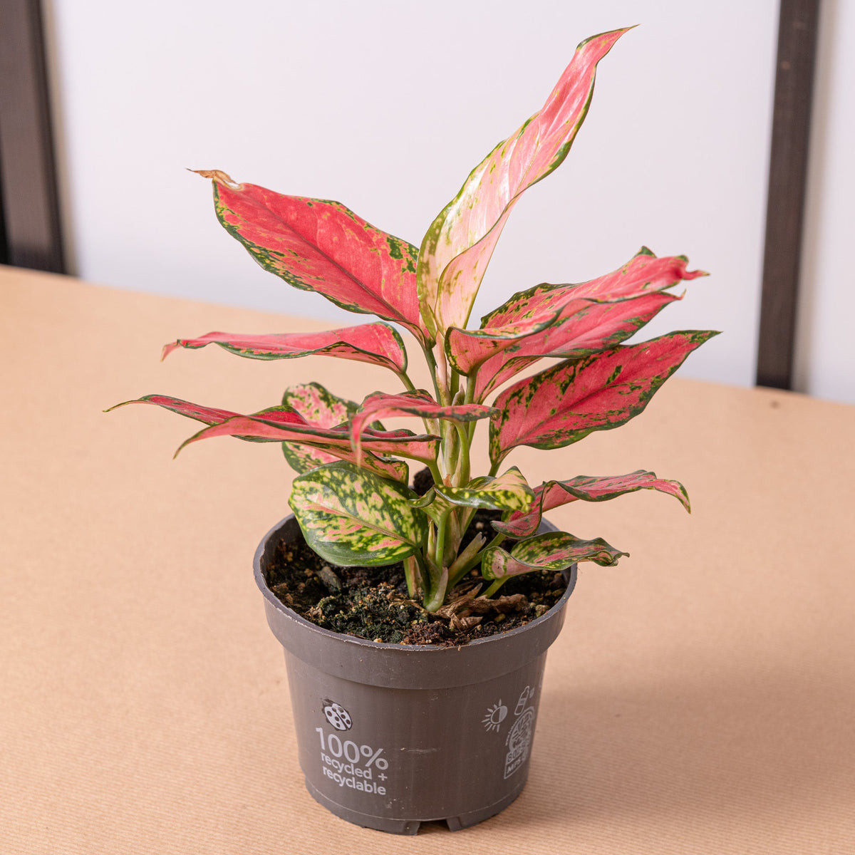 Aglaonema pink star – Simegarden