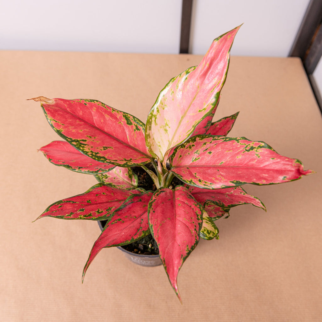 Aglaonema pink star – Simegarden