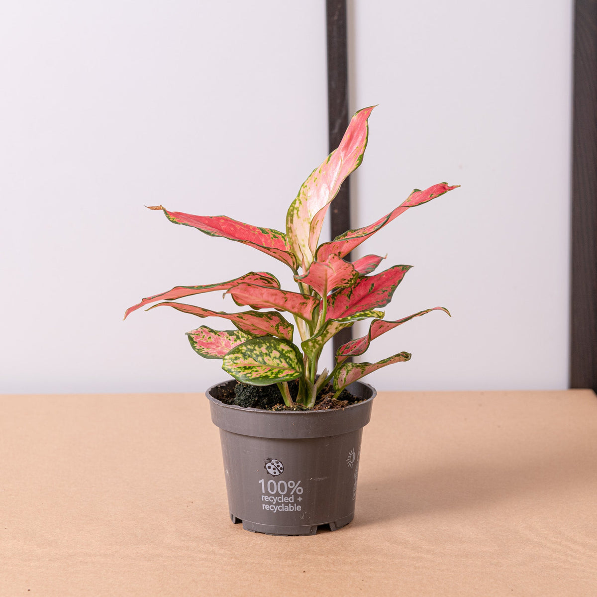 Aglaonema pink star – Simegarden