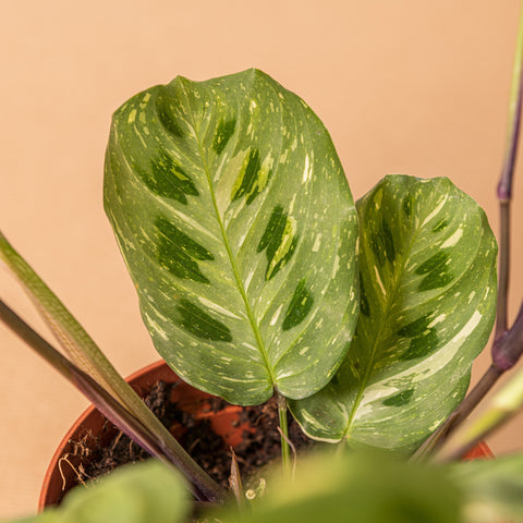 hamiplant Maranta variegata 12cm / Circa 25+ cm